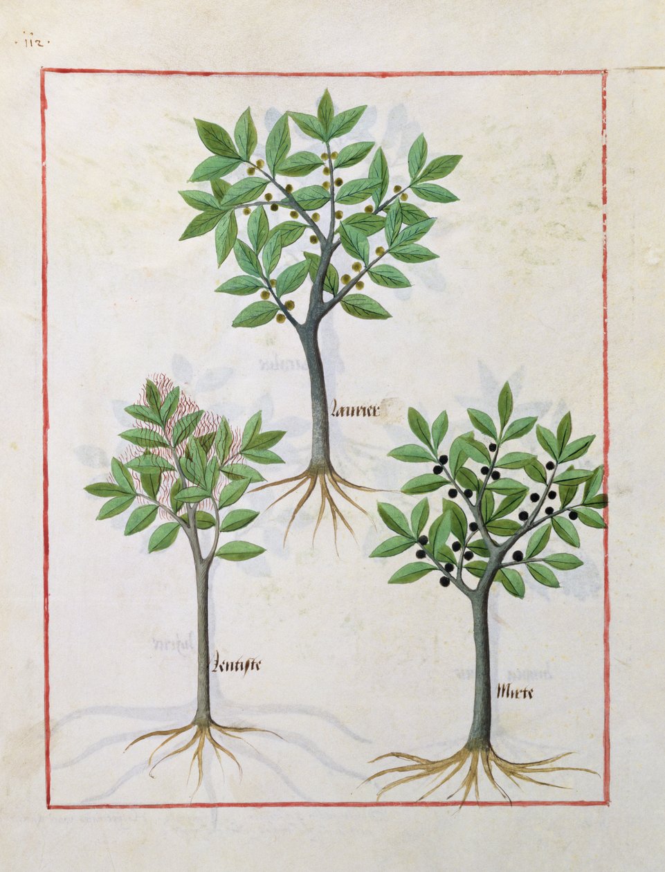 Illustration aus dem Buch der einfachen Heilmittel von Mattheaus Platearius 166v von Robinet Testard