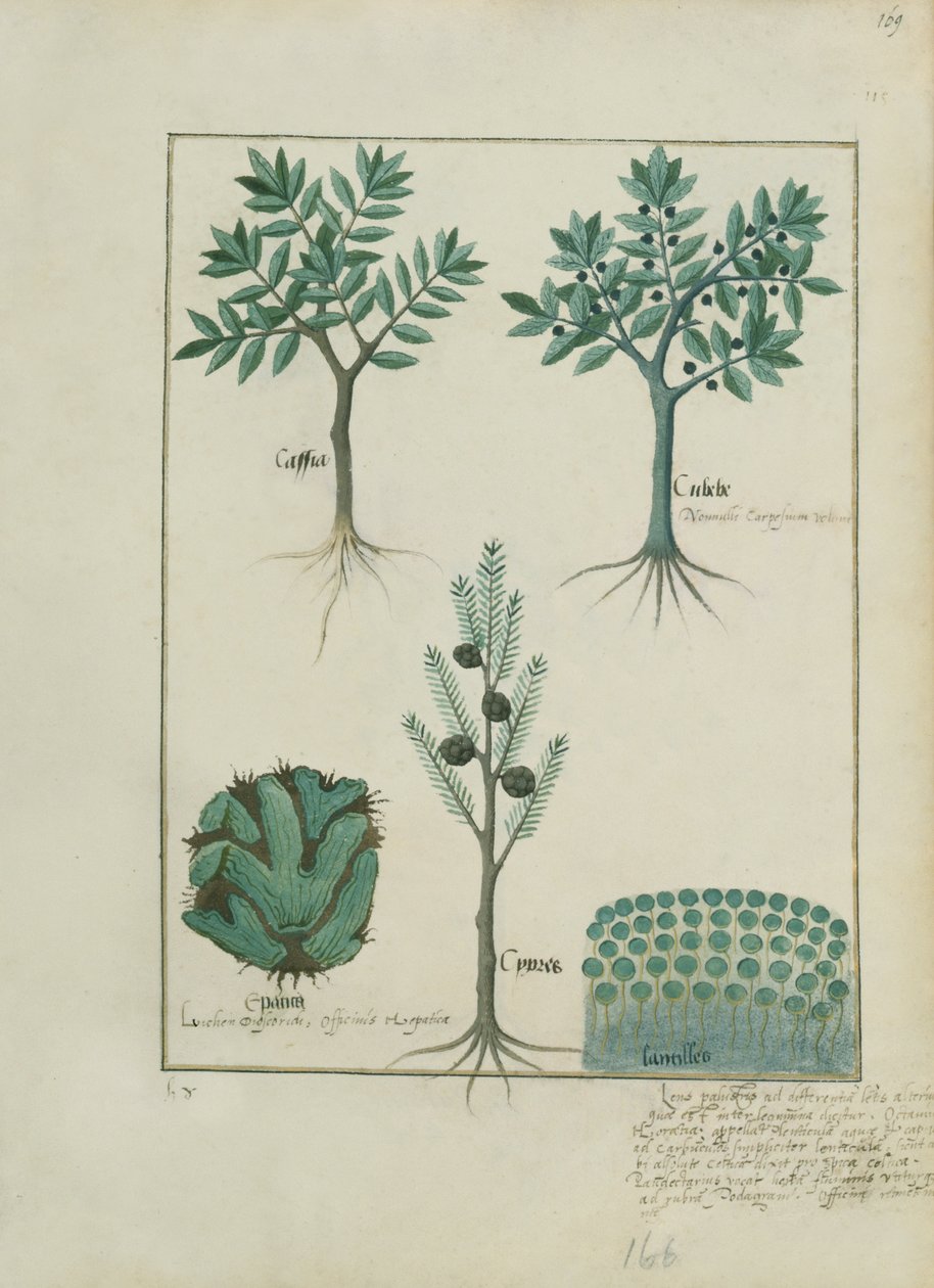 Illustration aus dem Buch der einfachen Heilmittel von Mattheaus Platearius (gest. um 1161) c.1470 von Robinet Testard