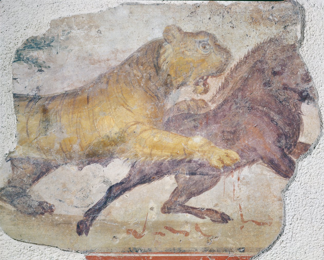 Ein Tiger greift ein Wildschwein an, aus dem Amphitheater von Merida von Roman