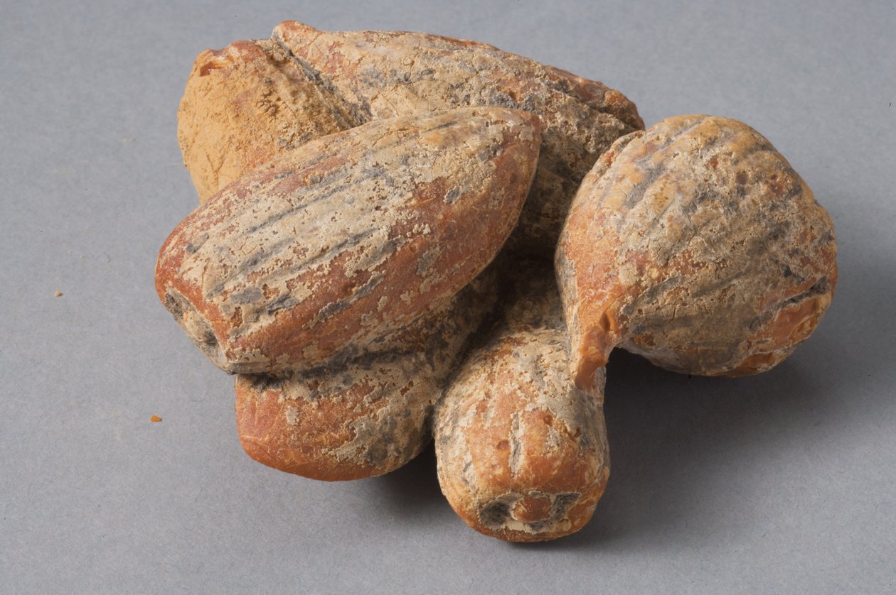 Feigen und Mandeln von Roman Period Egyptian
