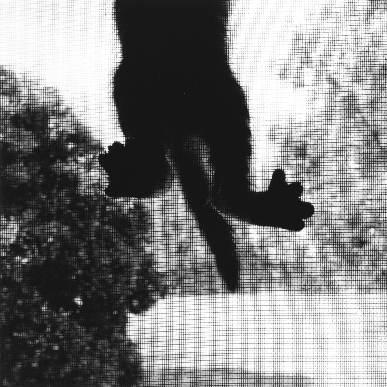 Kletternde Katze von Ron Evans