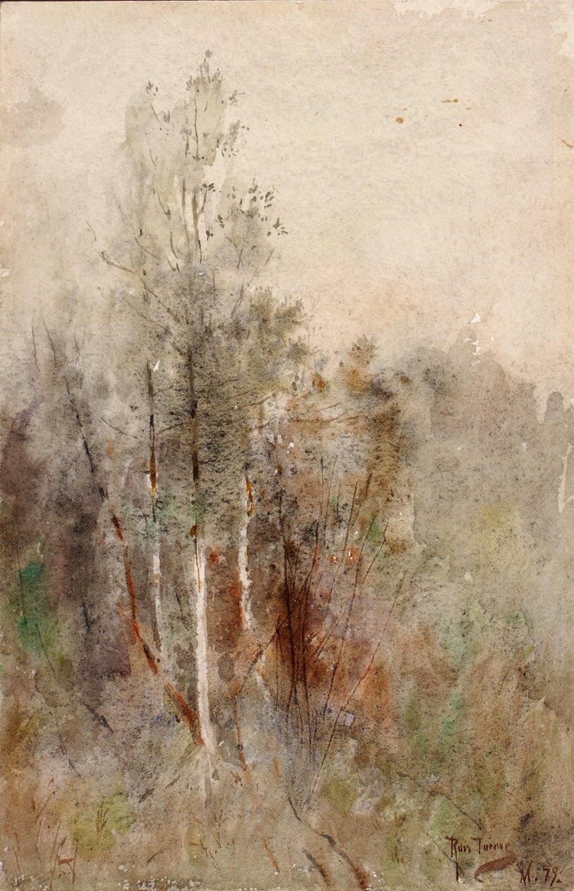 Eine Baumstudie von Ross Turner