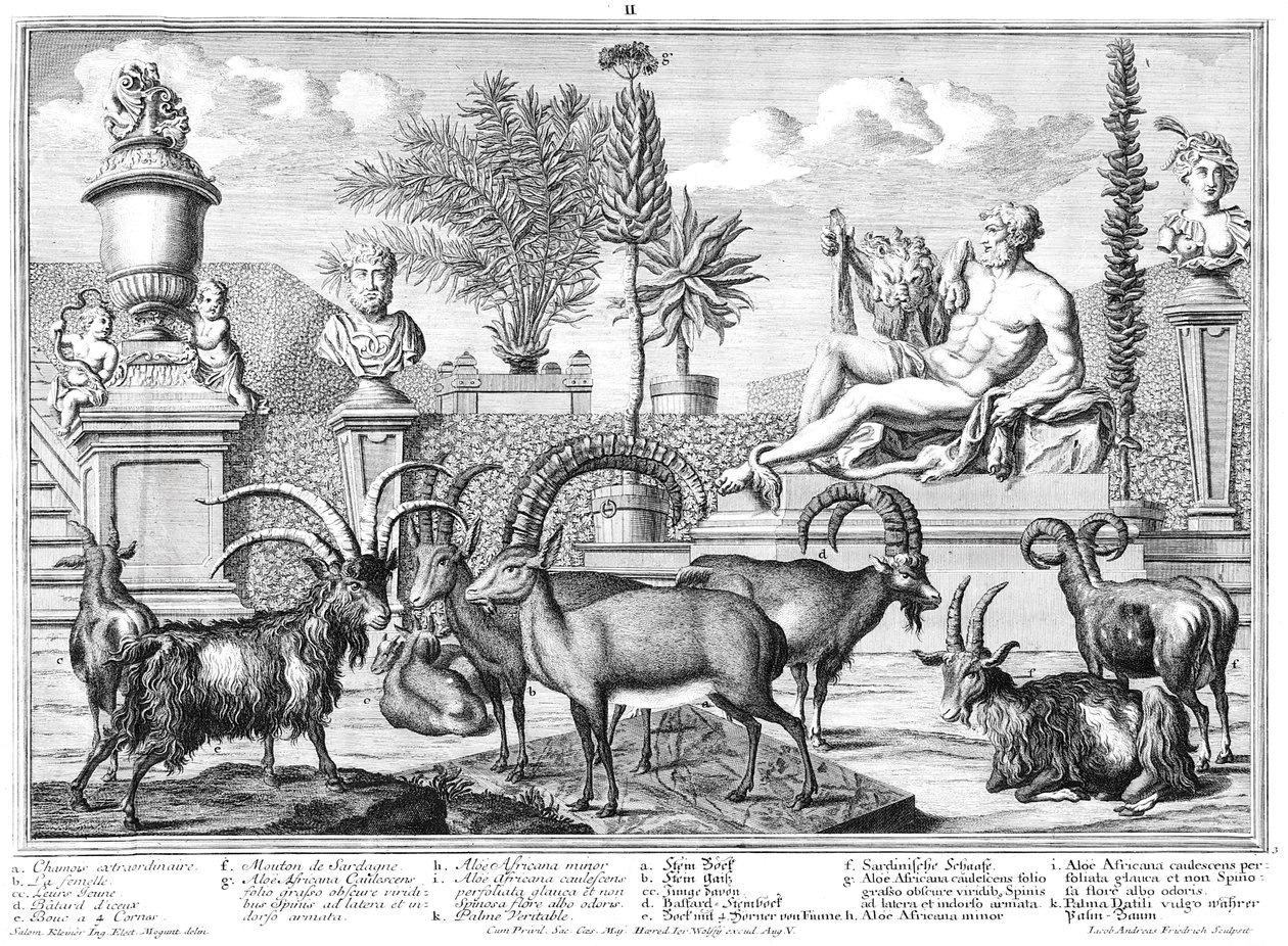 Steinböcke von Salomon Kleiner