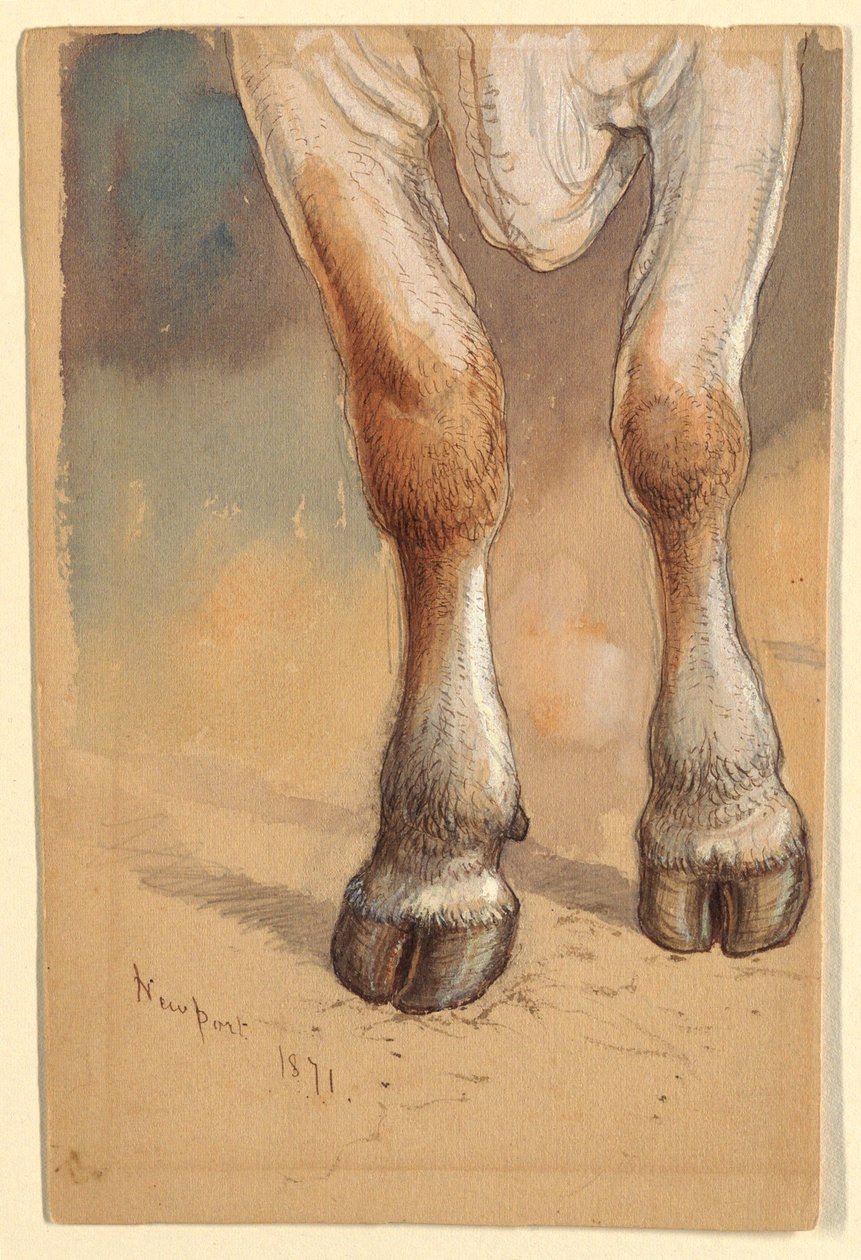 Zeichnung, Studien nach Rindern, 1871 von Samuel Colman