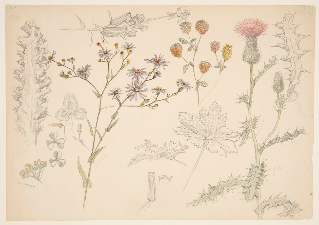 Studien von Wiesenblumen von Samuel Colman