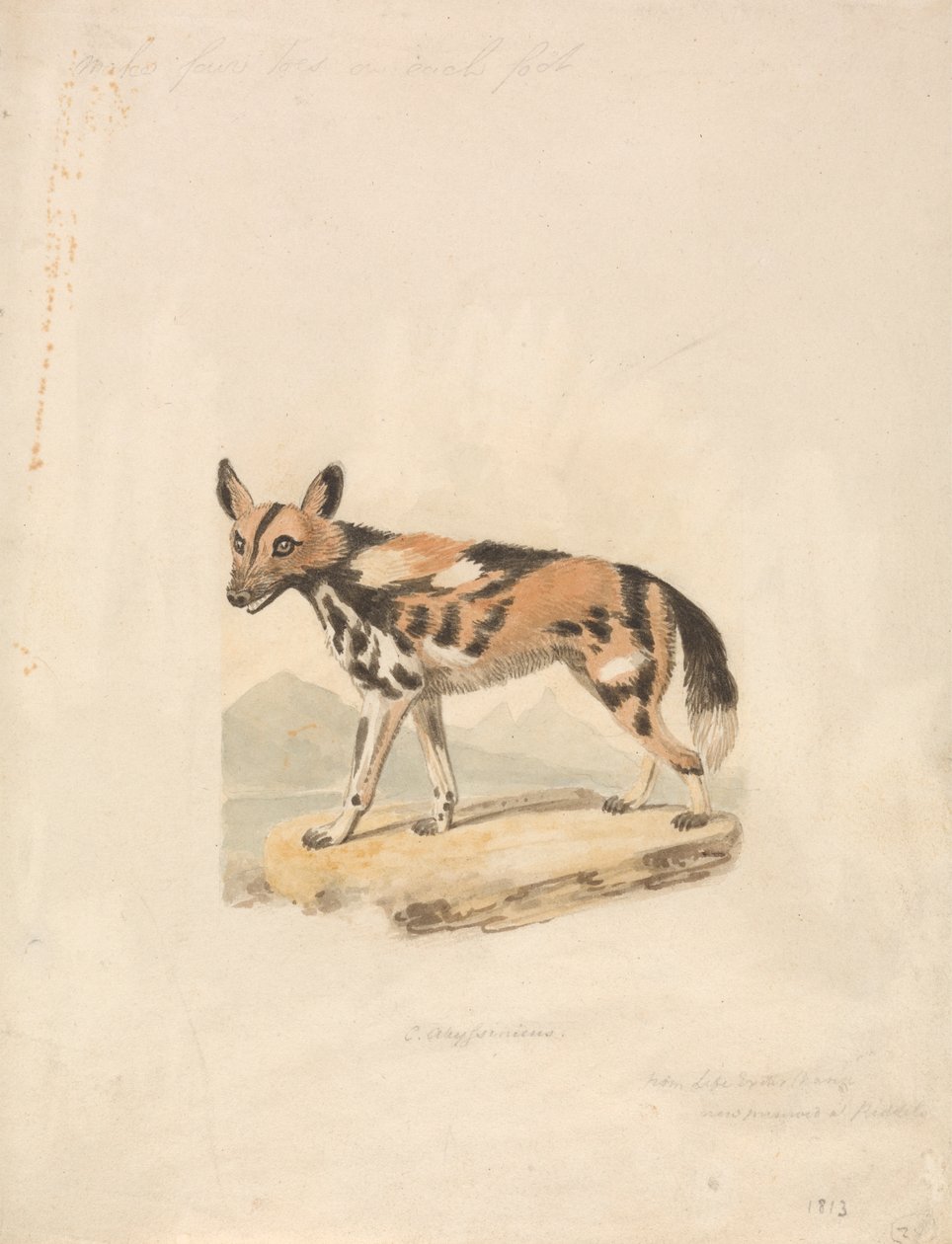 Abessinischer Hund von Samuel Howitt