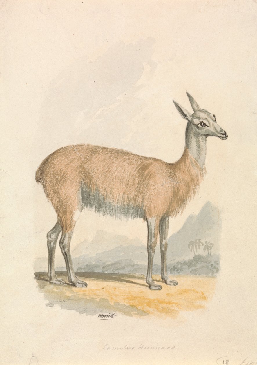 Lama von Samuel Howitt