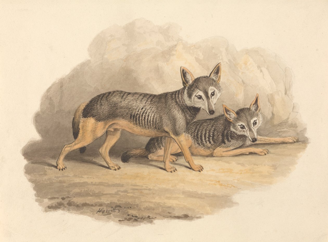 Zwei Hyänen von Samuel Howitt