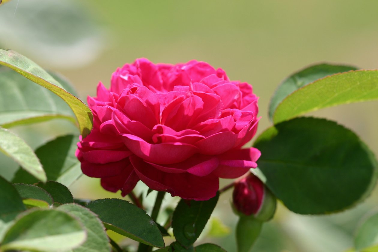 Garsington David Austin Rose, 2009 von Sarah OToole