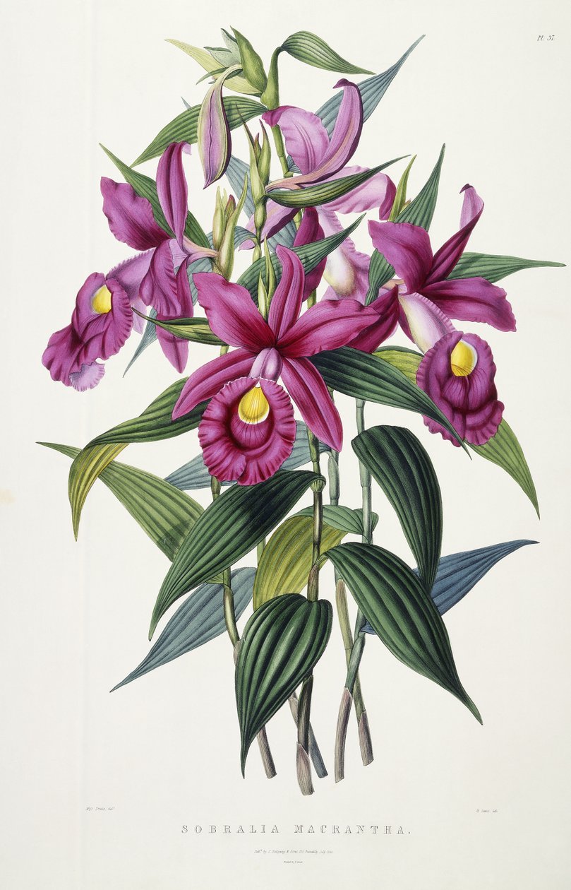 Sobralia Macrantha, ca. 1837-43 von Miss Drake