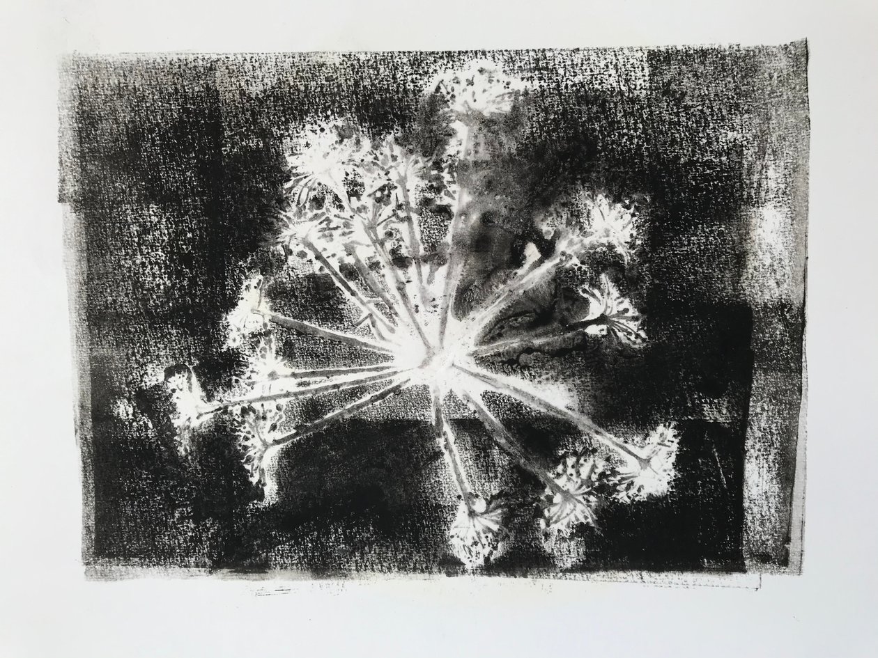 Samenkopf II von Sarah Thompson Engels