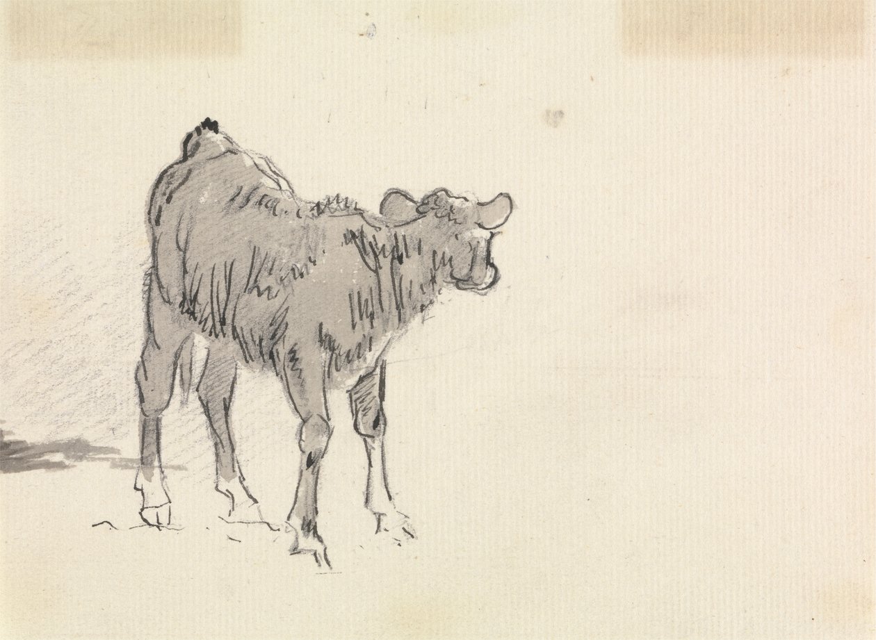 Studie eines Kalbs von Sawrey Gilpin