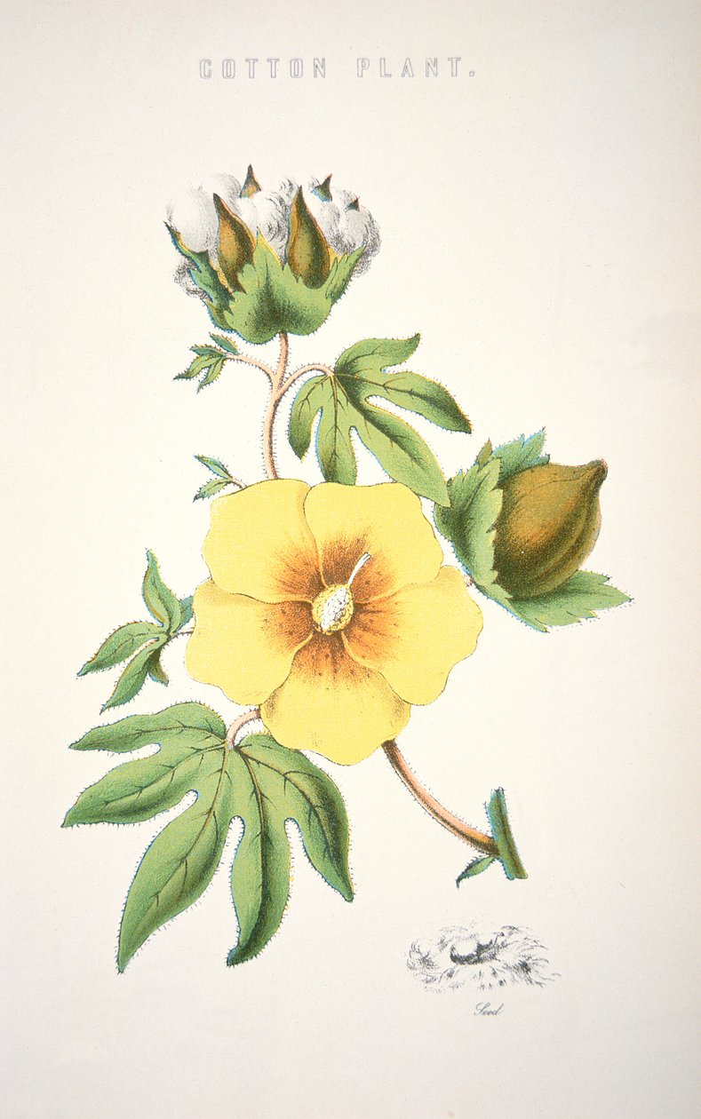 Eine Baumwollpflanze (Farblithografie) von School American