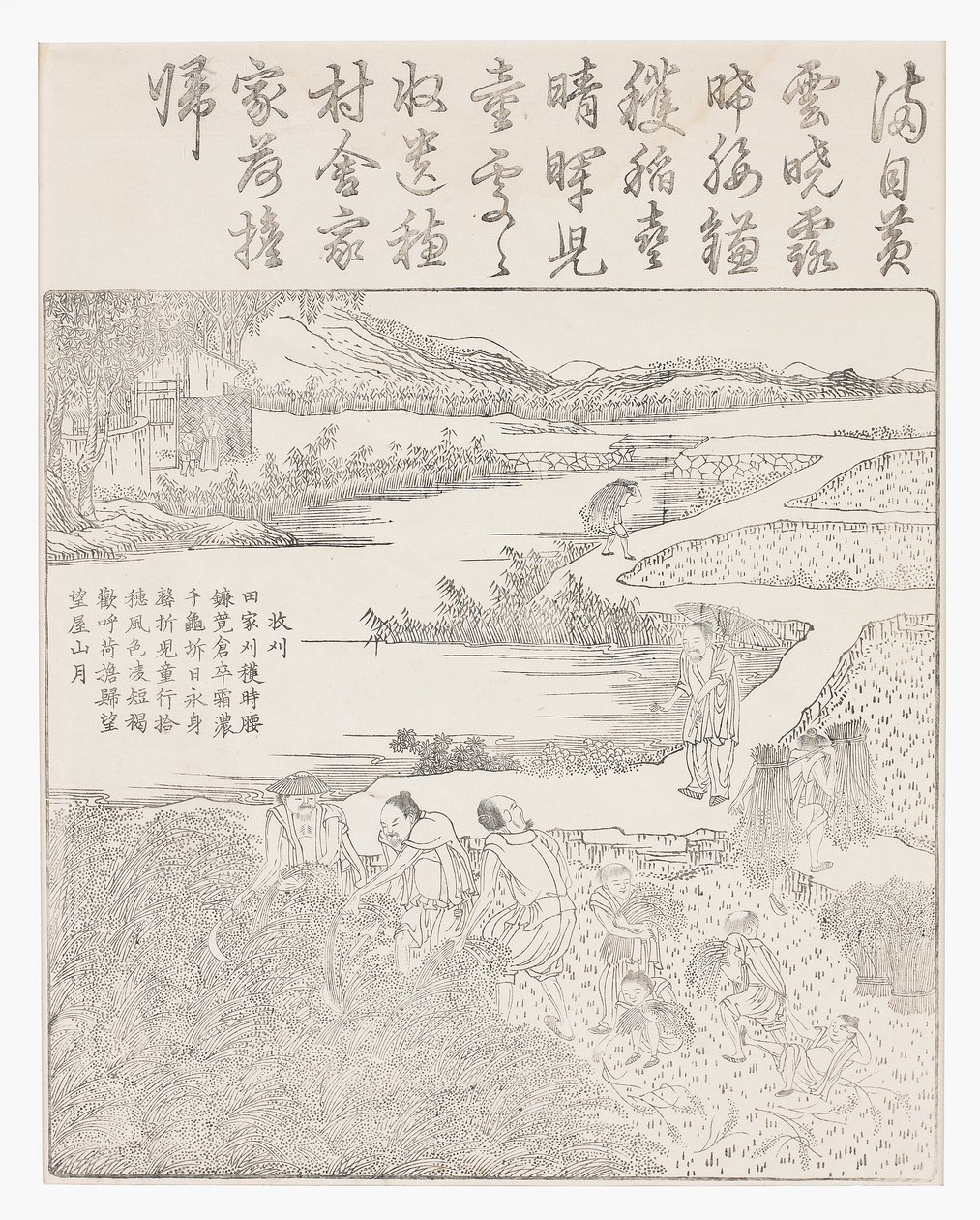 Reis ernten von School Chinese