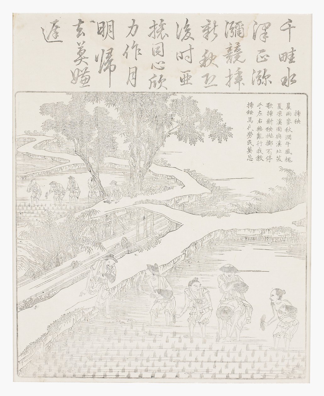 Reis pflanzen von School Chinese