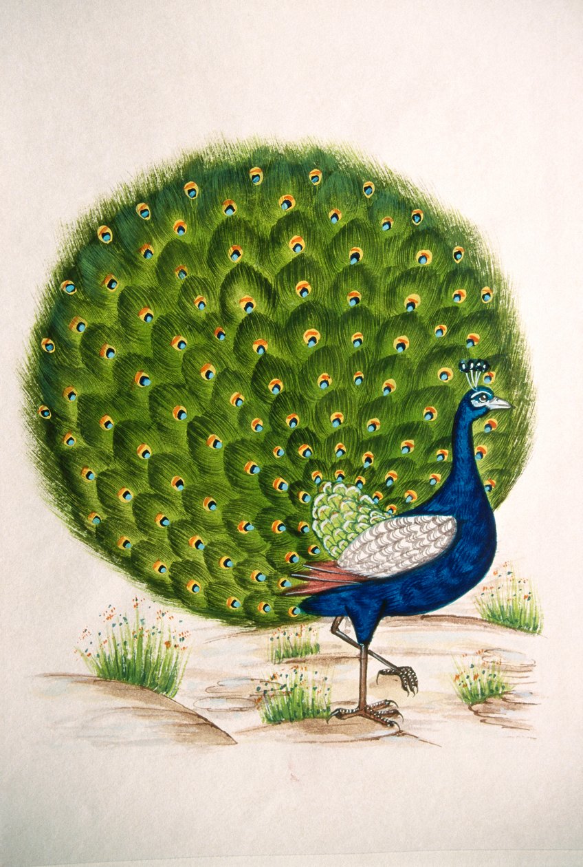 Miniaturmalerei auf Seide, Pfau von School Indian