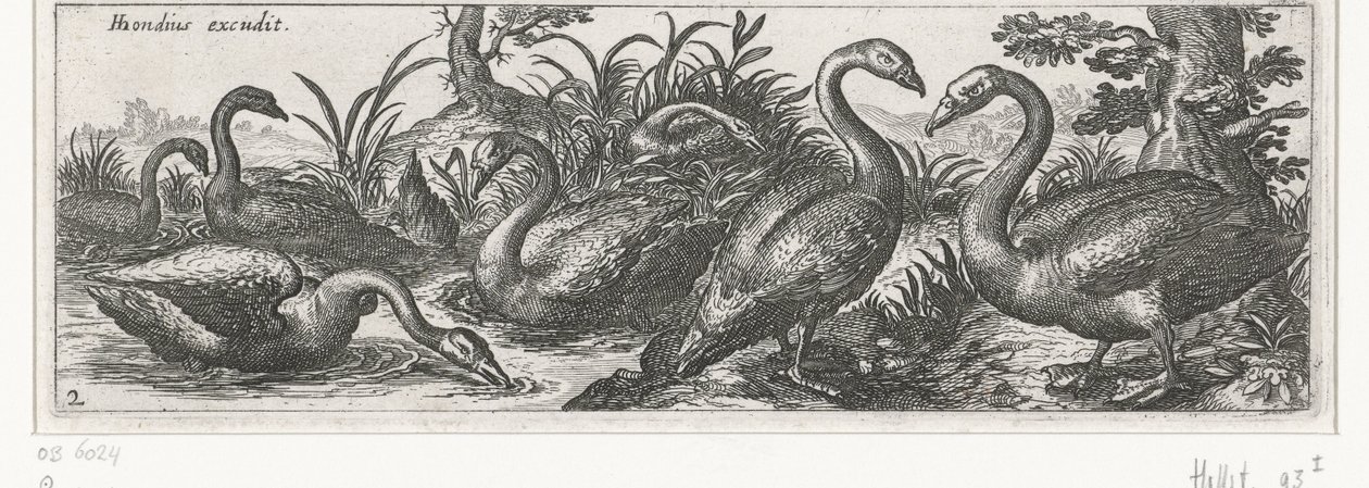 Schwäne (Vögel und Insekten) von Simon Frisius
