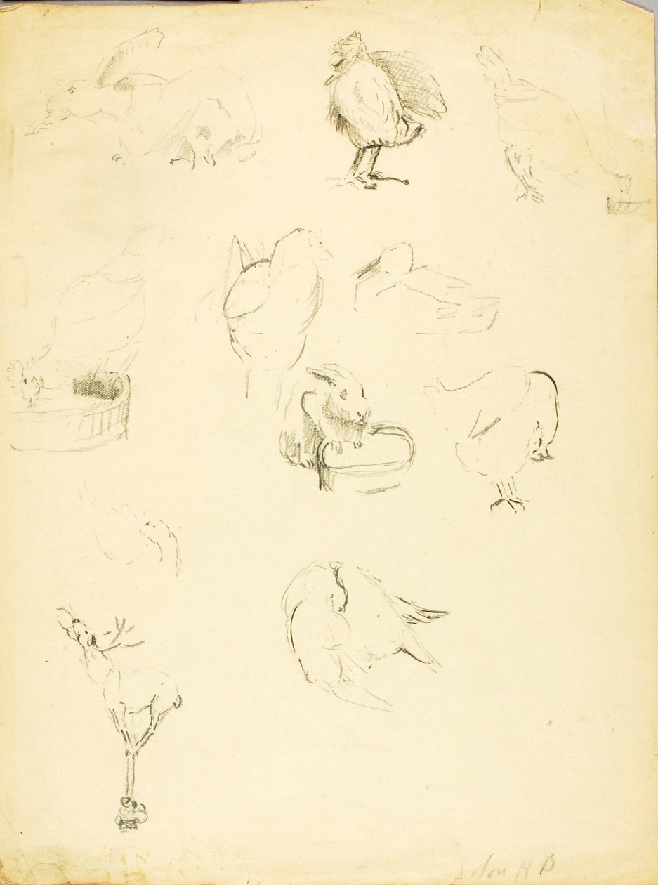 Tierstudien von Solon H. Borglum