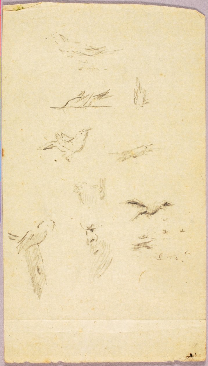 Vögel von Solon H. Borglum