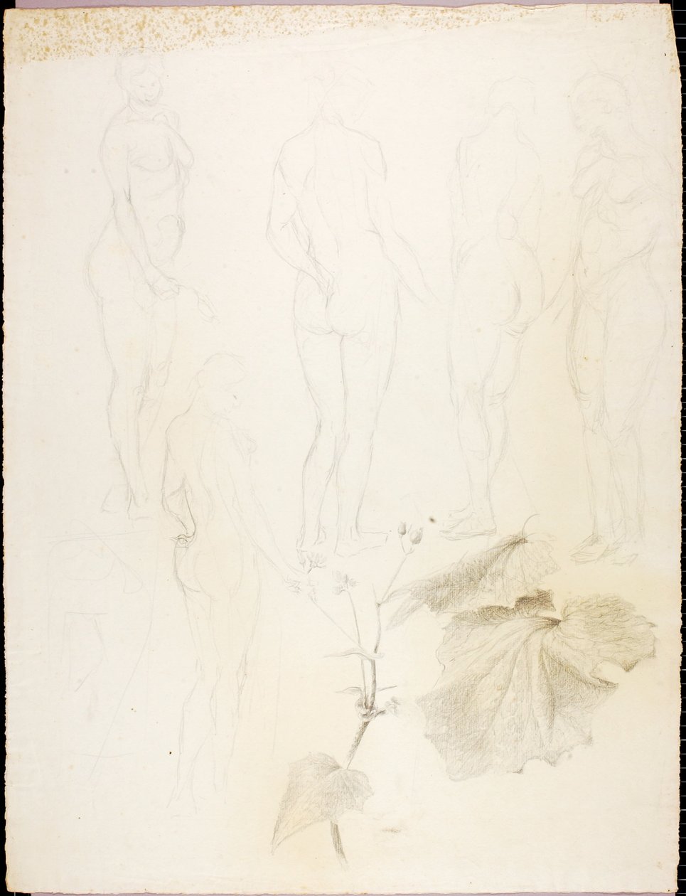 Akt und Blatt von Solon H. Borglum