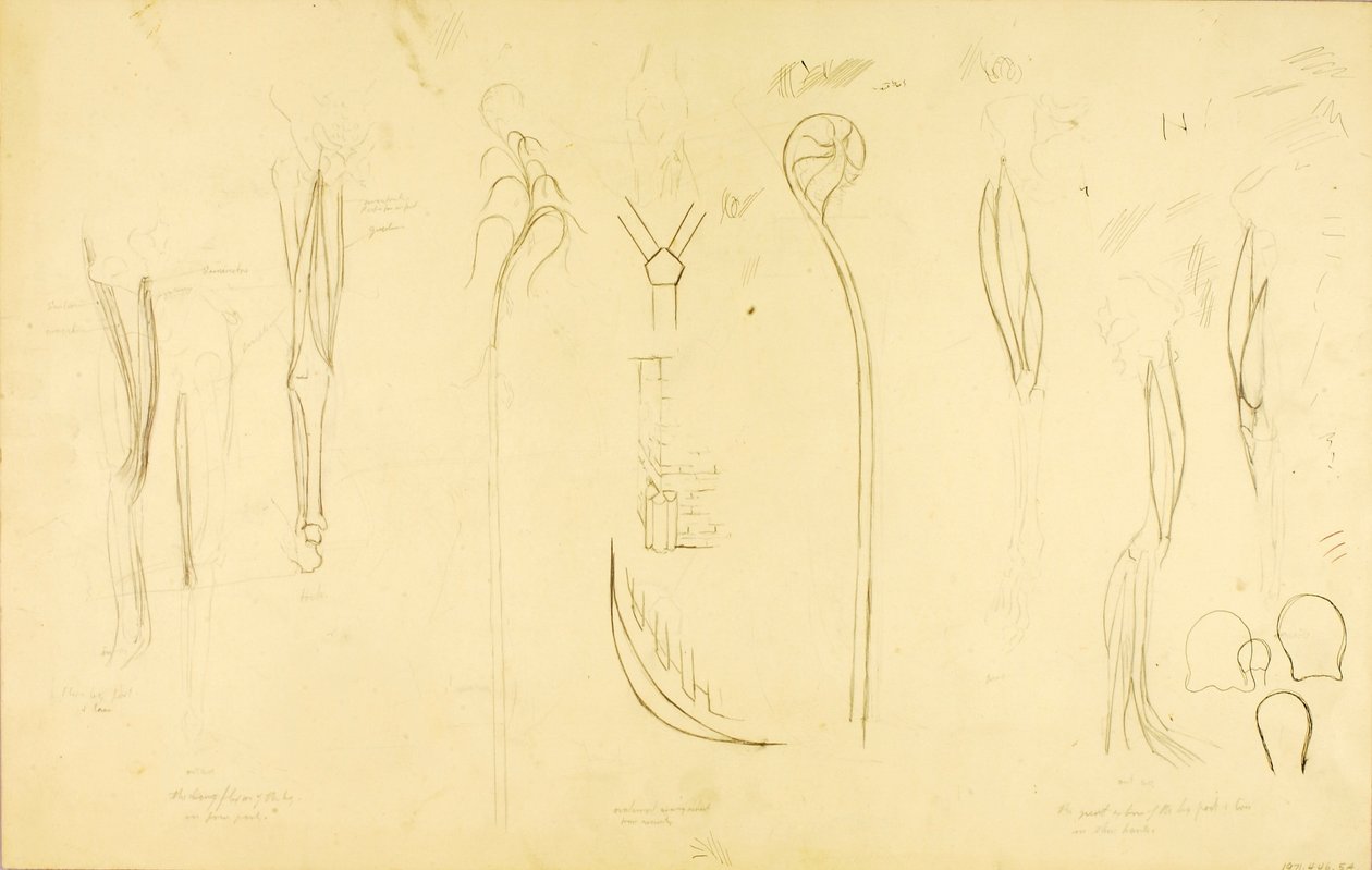 "Solide Konstruktion" Studie von Solon H. Borglum