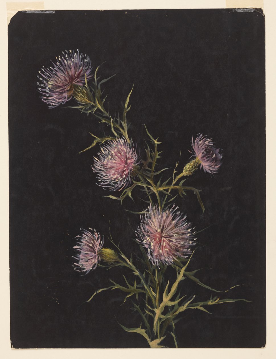 Studie von Disteln von Sophia L. Crownfield