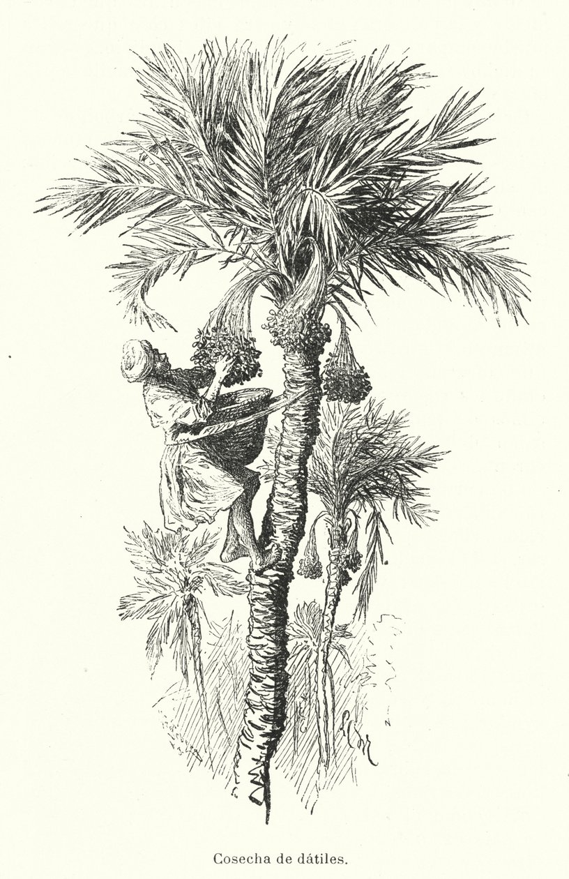 Datteln ernten (Lithografie) von Spanish School