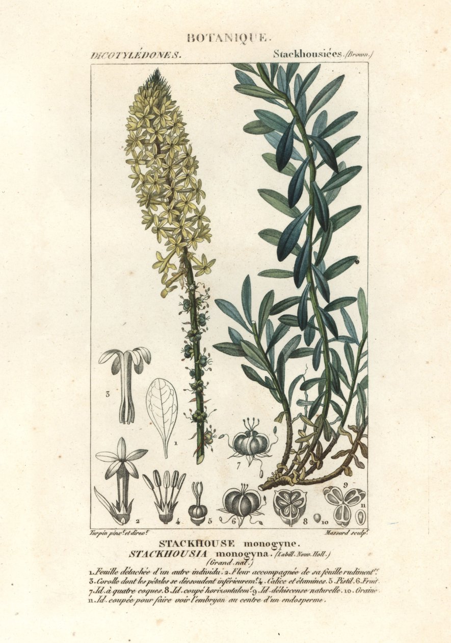 Cremige Kerzen, Stackhousia monogyna von Stanghi Stanghi