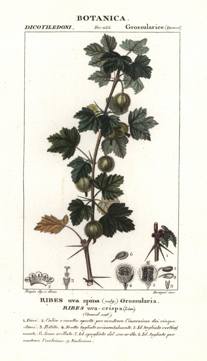 Stachelbeere, Ribes uva-crispa von Stanghi Stanghi