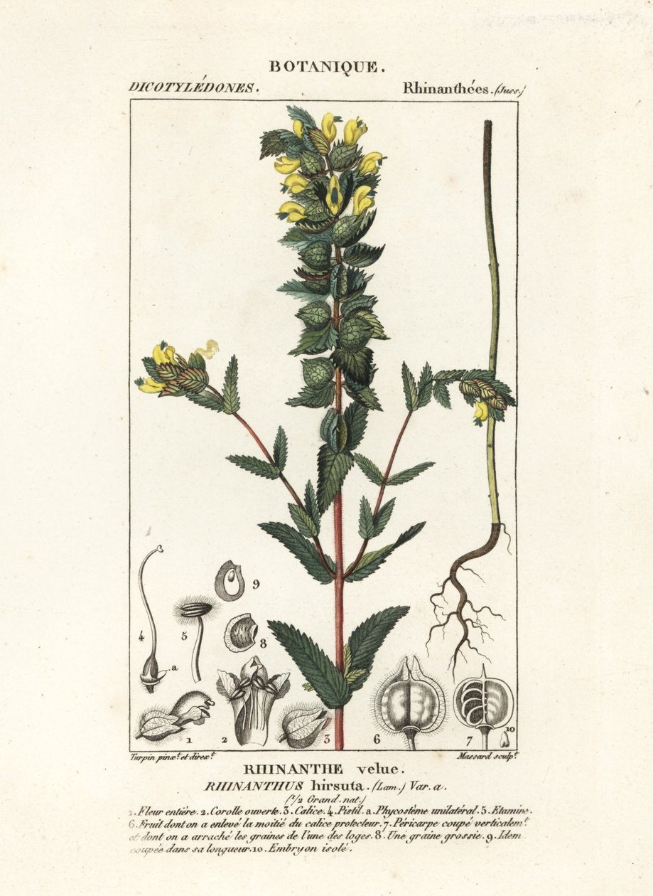 Großer Gelber Zahntrost, Rhinanthus alectorolophus von Stanghi Stanghi