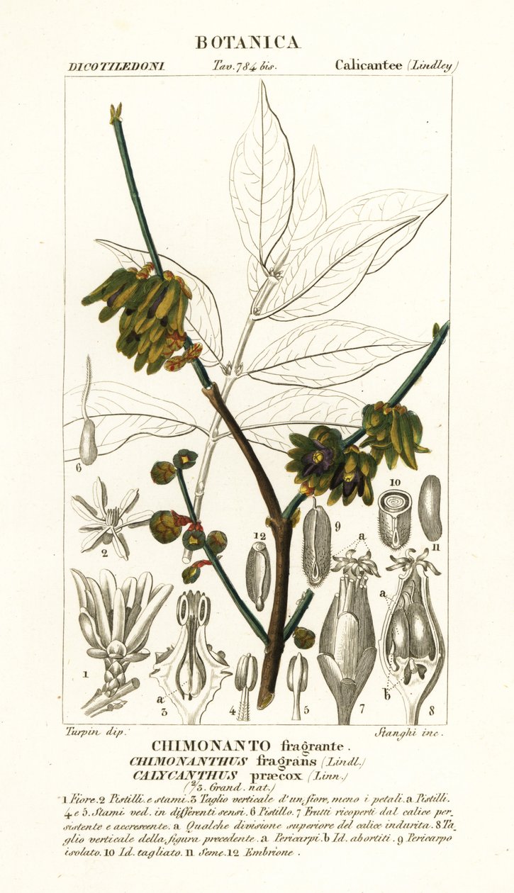 Japanische Gewürzstrauch, Chimonanthus praecox von Stanghi Stanghi