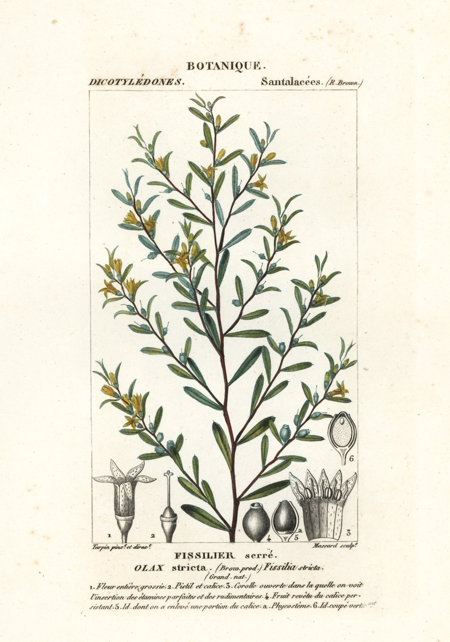 Olax stricta von Stanghi Stanghi
