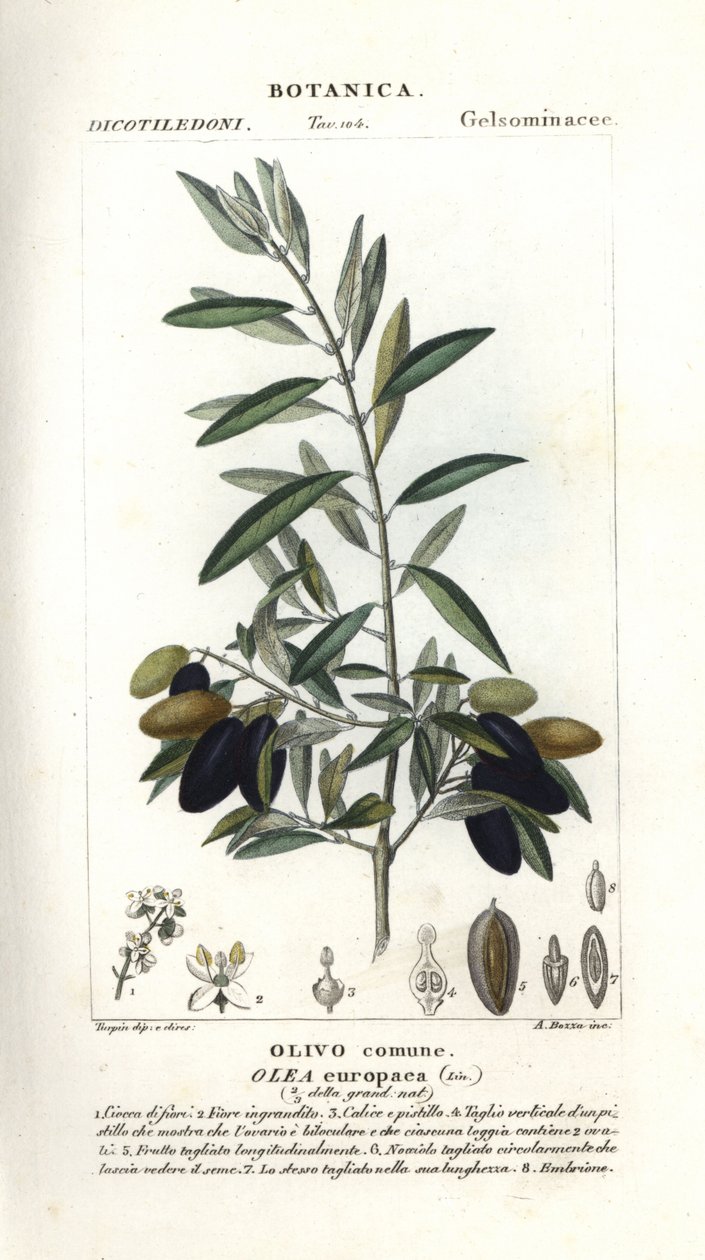 Olivenbaum, Olea europaea von Stanghi Stanghi