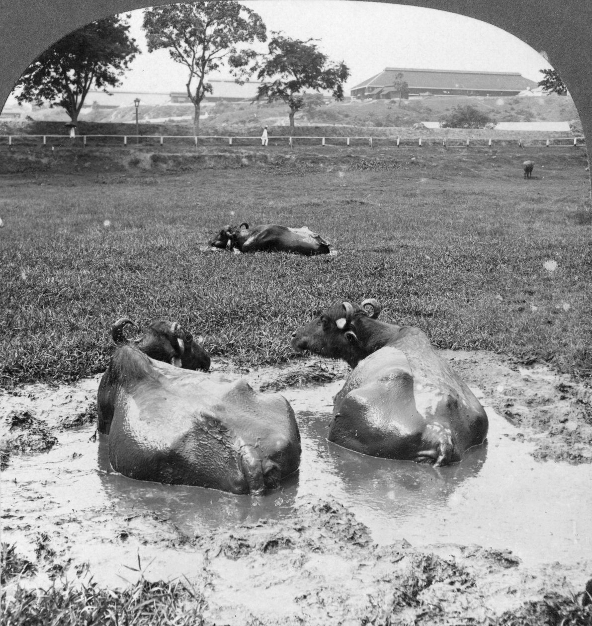 Büffelwallow, Burma, 1908 von Stereo Travel Co