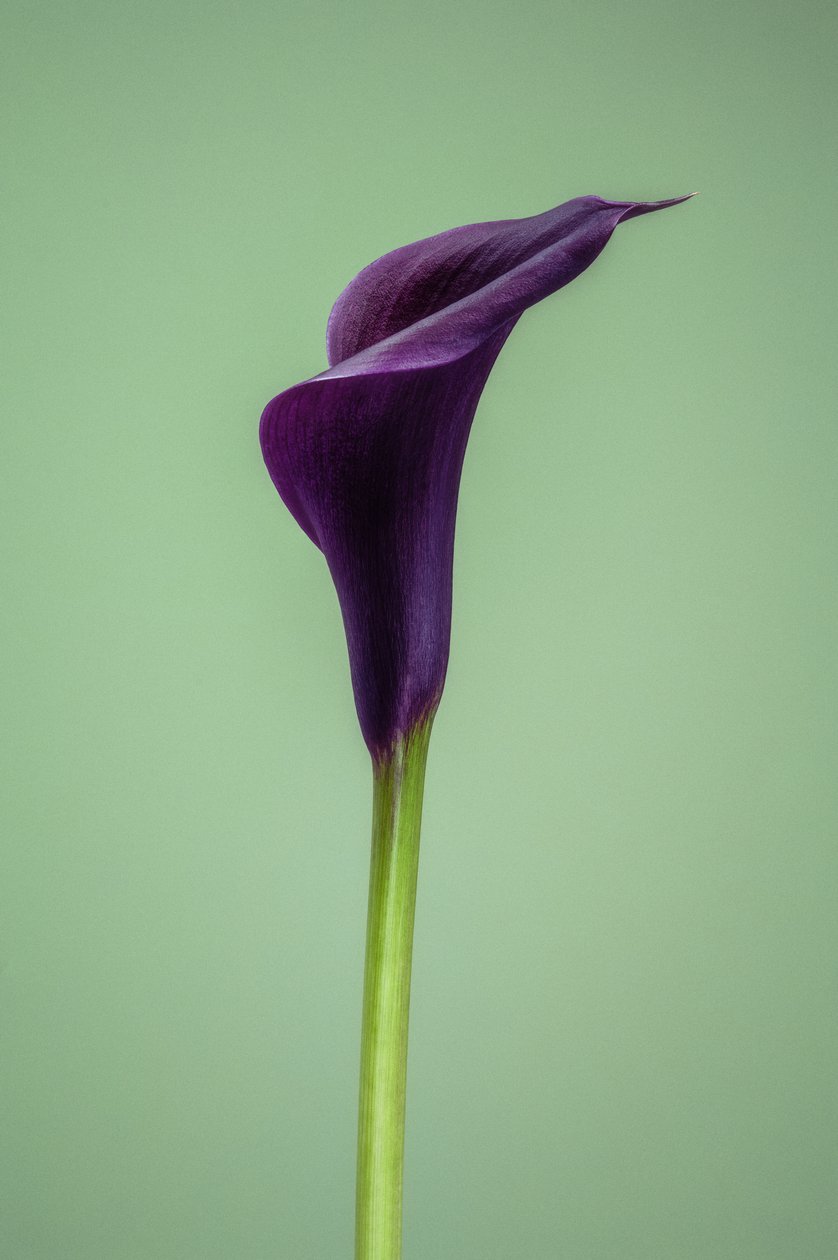 Einzelne lila Calla-Lilie, 2021 von Steve Gallagher