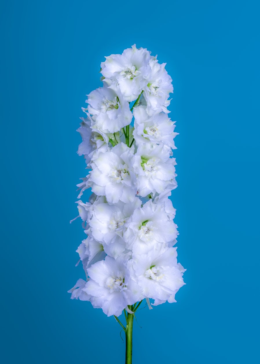 Weiße Delphinium, 2020 von Steve Gallagher