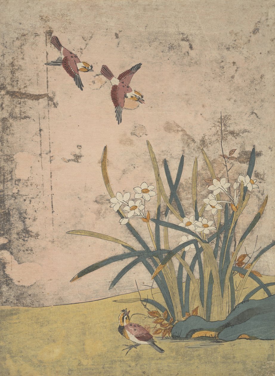 Vögel und Narzissen von Suzuki Harunobu