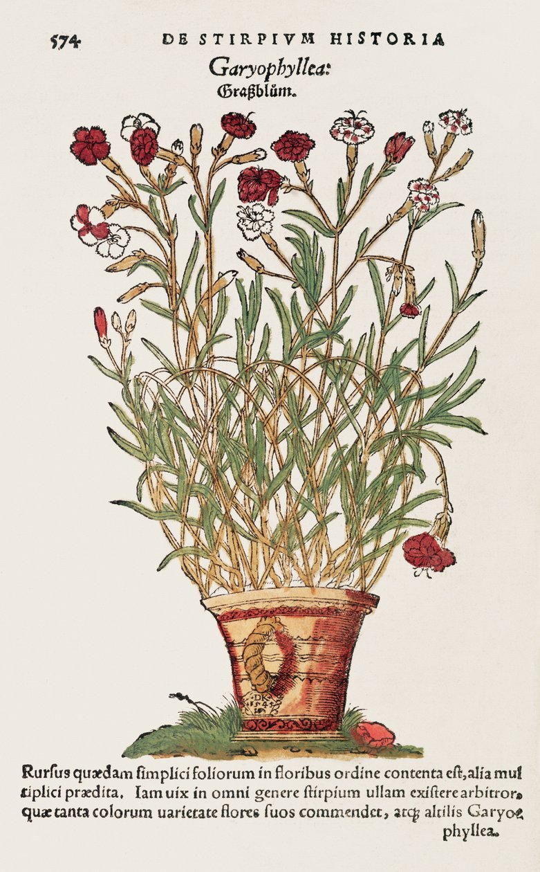 Nelke, aus De Historia Stirpium von Leonard Fuchs, 1545 von Swiss School