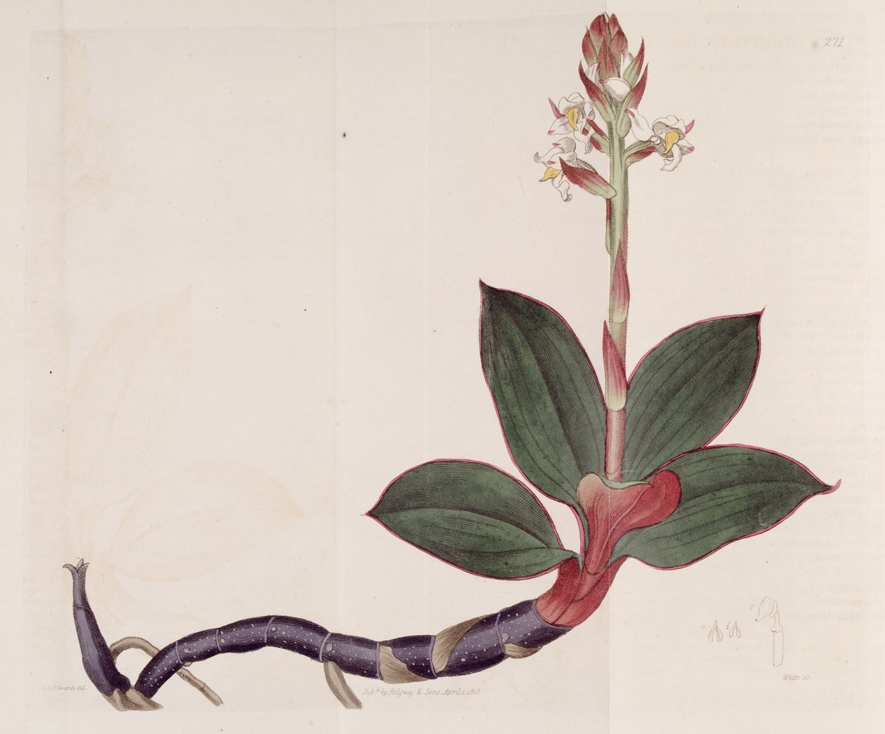 Illustration von Ludisia discolor (als syn. Goodyera discolor) von Sydenham Teast Edwards