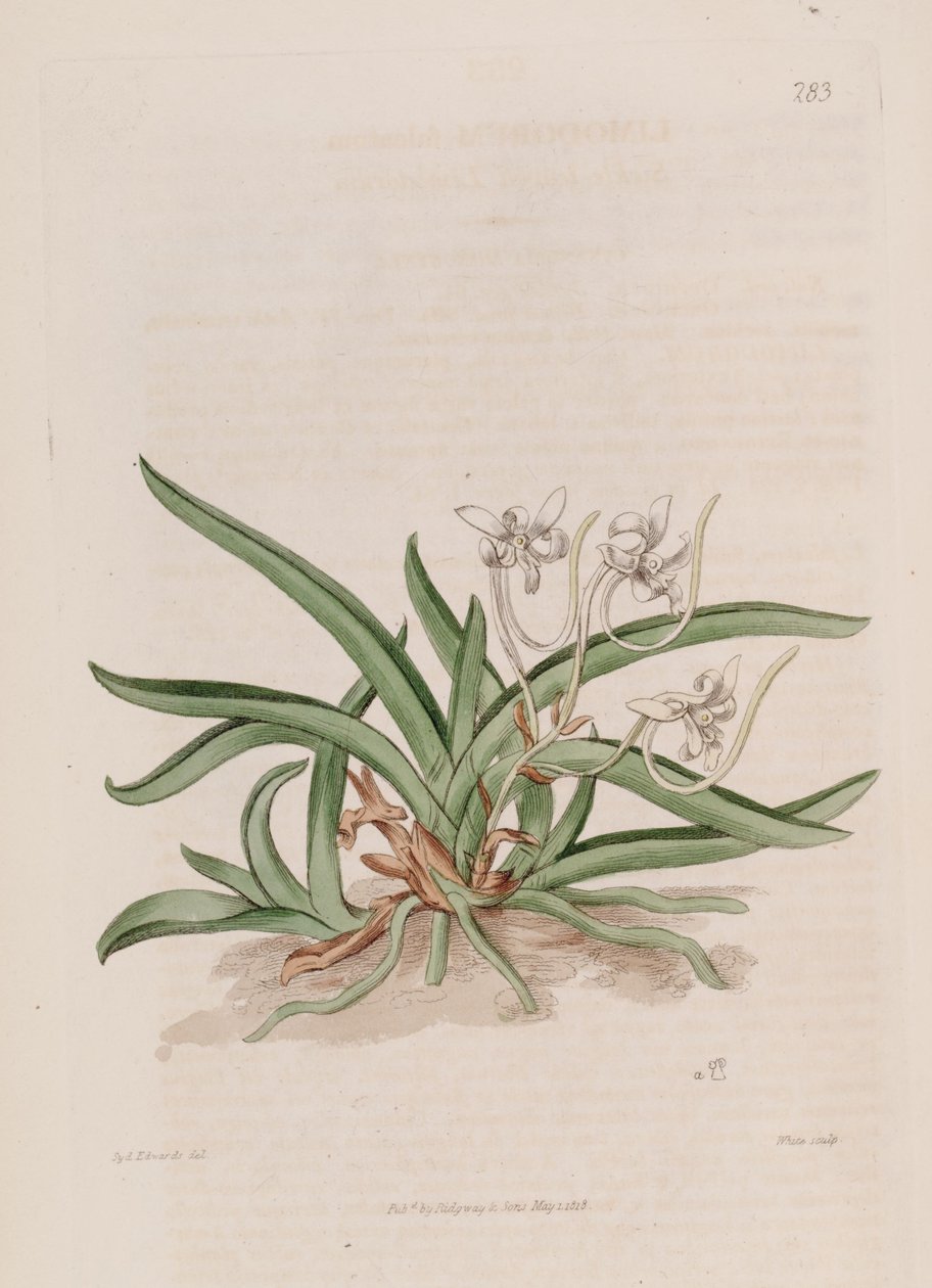 Illustration von Neofinetia falcata (als syn. Limodorum falcatum) von Sydenham Teast Edwards