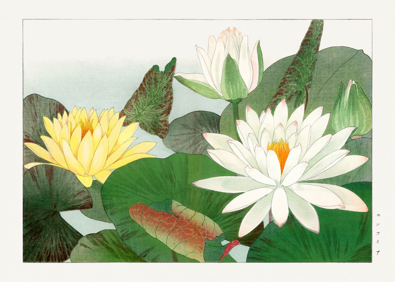 Nymphaea lotus aus "Seiyou Sokazufu" von Tanigami Konan