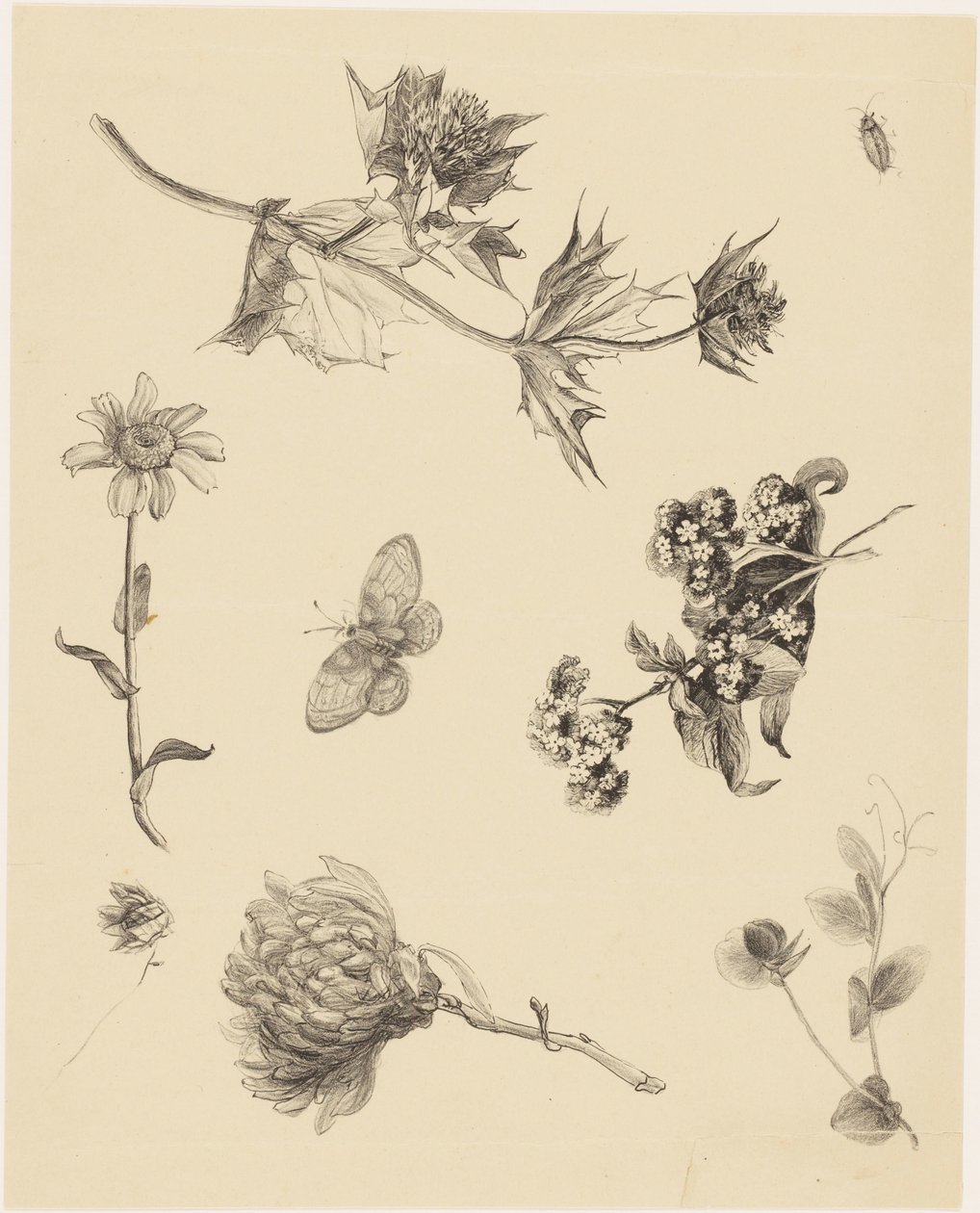 Blumen und Blätter von Theo van Hoytema
