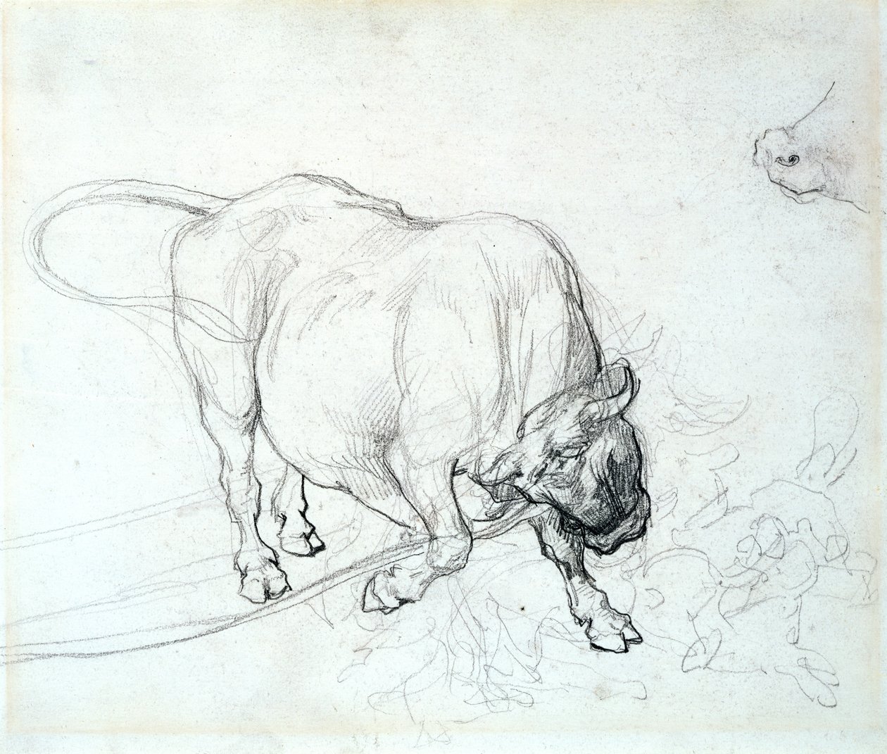 Studie eines Stiers von Theodore Gericault