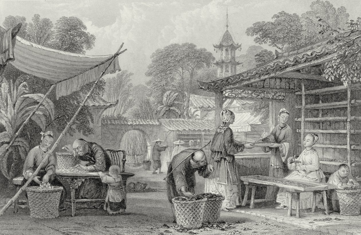 Füttern von Seidenraupen und Sortieren von Kokons, graviert von A. Willmore von Thomas Allom