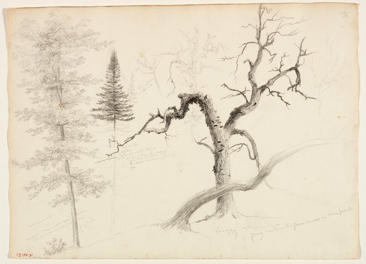 Ahorn, Balsamtanne, Kiefer, Zottelige Gelbbirke, Weißbirke, 1828 von Thomas Cole