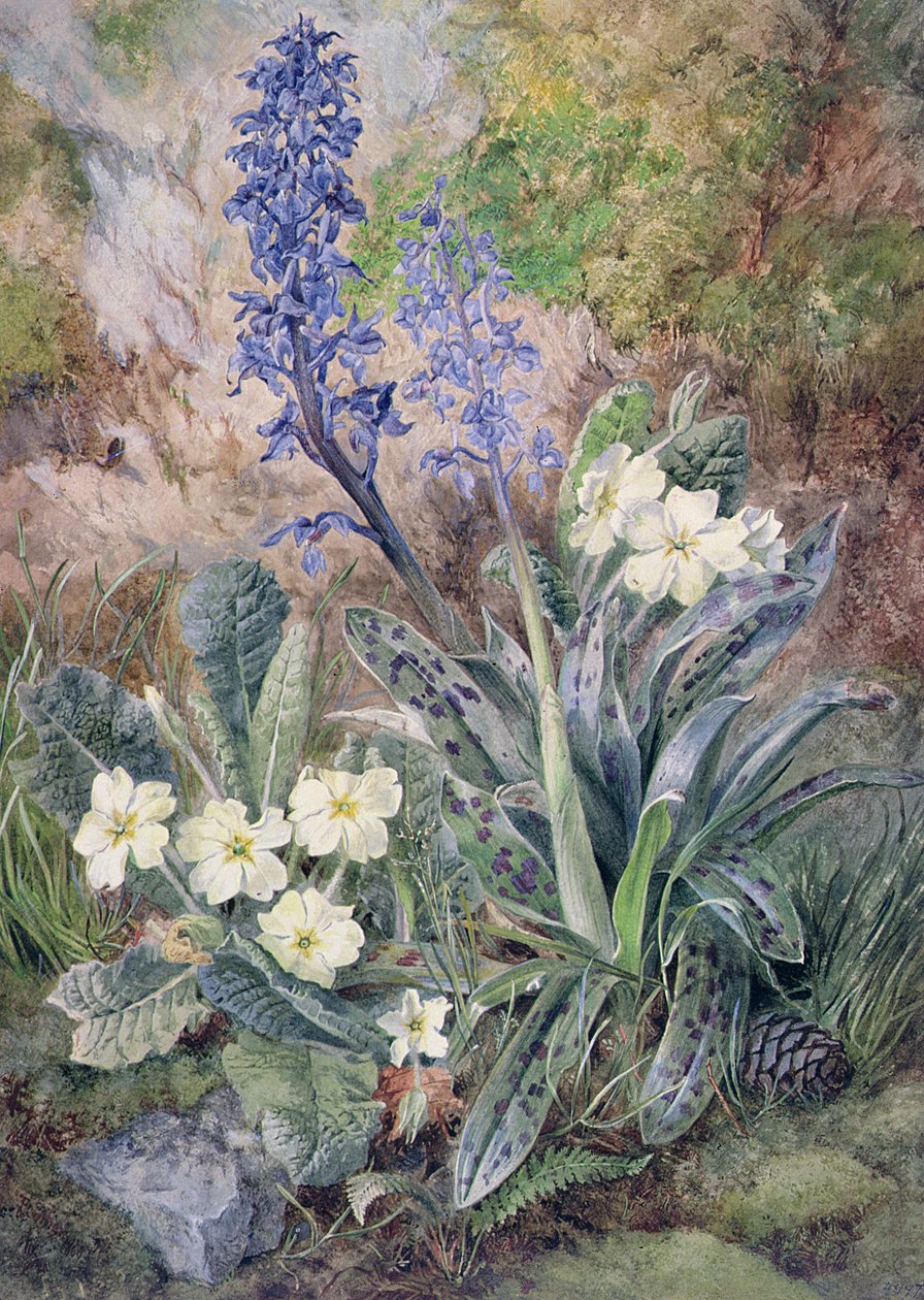 Lila Orchidee und Primel von Thomas Collier