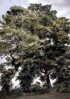 Studie von Bäumen von Thomas Collier