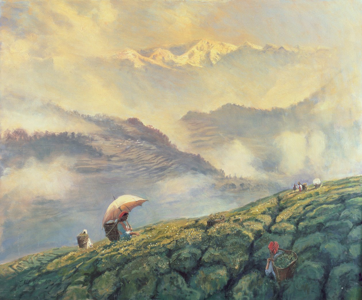 Teepflücken, Darjeeling, Indien, 1999 von Tim Scott Bolton