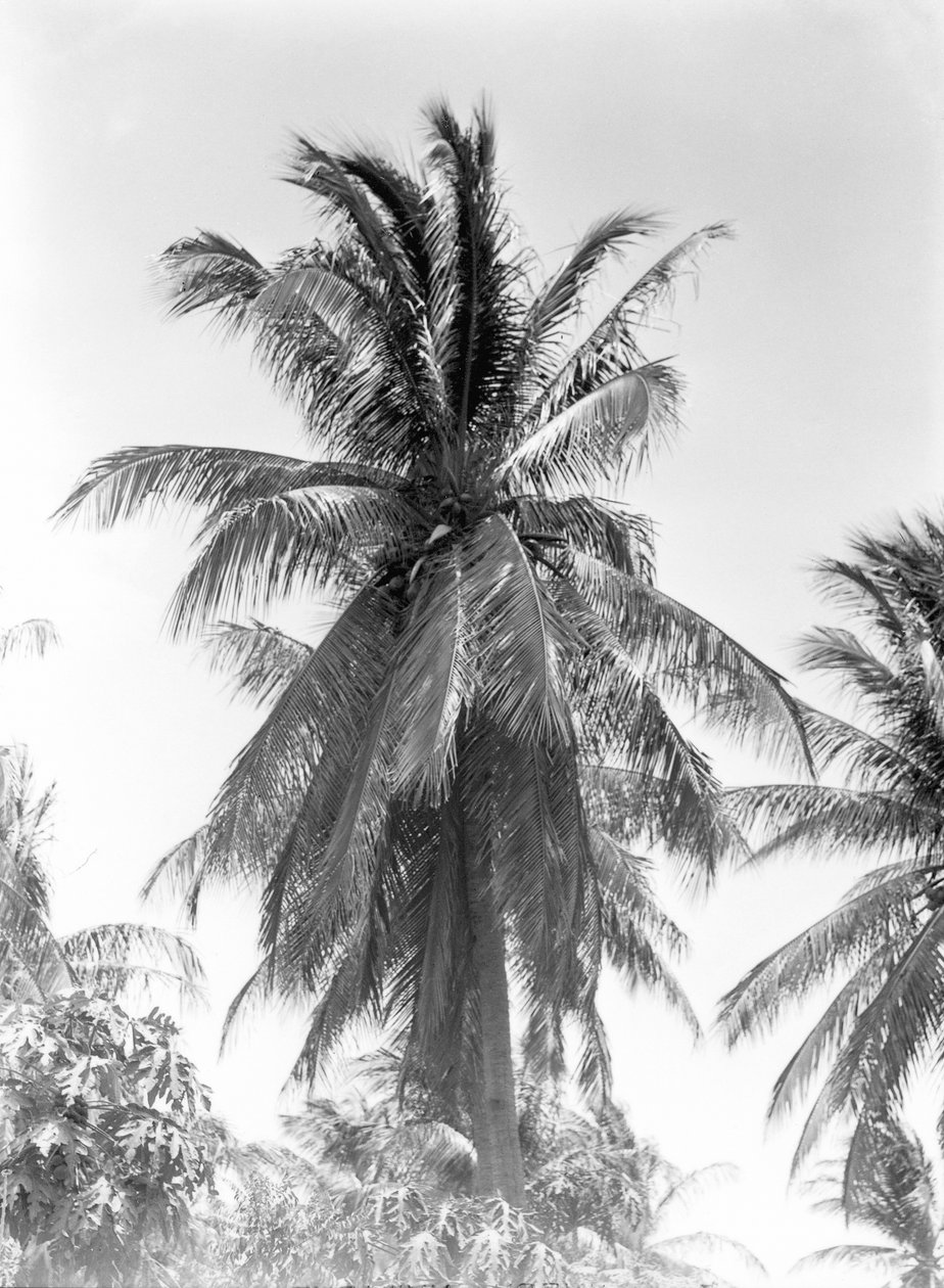 Palme, 1925 von Tina Modotti