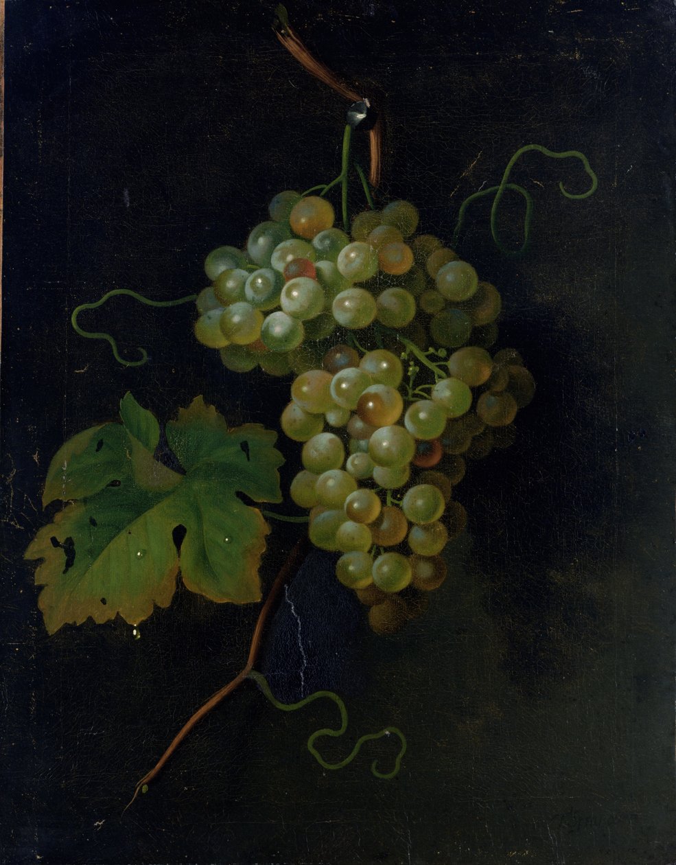 Trauben von Tobias Stranover